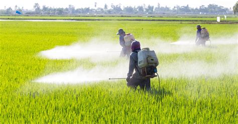 Why did it take so long to phase out a toxic pesticide?
